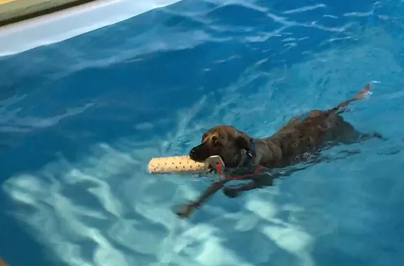 Swimming black lab